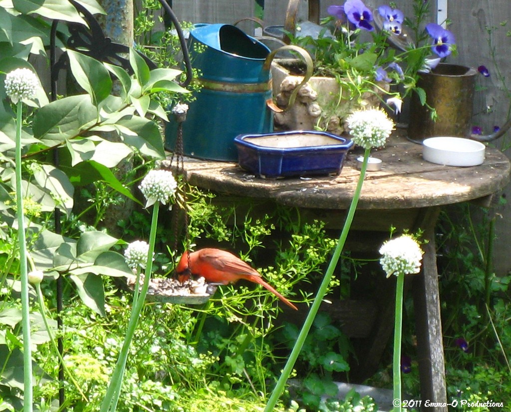 Bird feeders are always a nice touch for your garden decor.