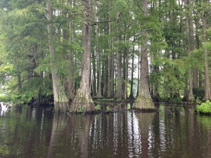 Bald cypress, or swamp cypress, is the tree from which pecky cypress is sourced.