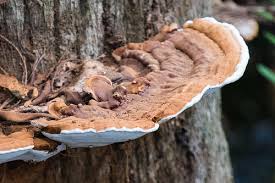 Stereum taxodii is the name of the fungus which gives pecky cypress its unique look.