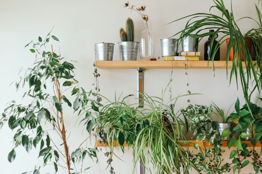Plant shelf Plant shelf